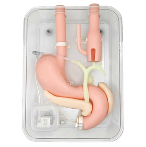 Mô hình đào tạo phẫu thuật dạ dày, phẫu thuật ercp, thực hành duodenoscope, vị trí dễ bị (không có đầu) - Product Image 1