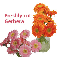 Bunga Gerbera Segar Langsung dari Kebun Yunnan, Grosir Bunga Gerbera Merah, Pink, Oranye, Kuning untuk Perlengkapan Florist, Acara, dan Ekspor
