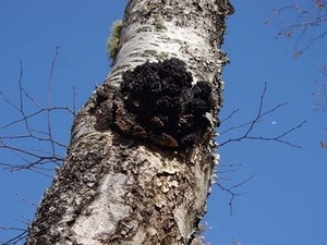 野生有機チャガキノコ菌チャガキノコ粉末エキスイノノタスオブリカス - Product Image 5