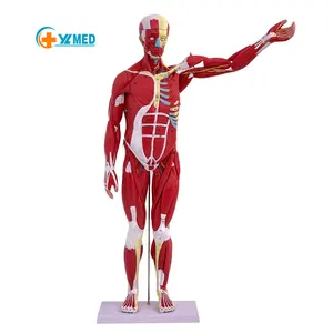 可摘78厘米医用人体肌肉结构组织和内脏器官解剖模型