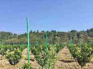 Poteau en fibre de verre résistant à la pultrusion, piquets économiques en fibre de verre pour le soutien des arbres fruitiers. - Product Image 6