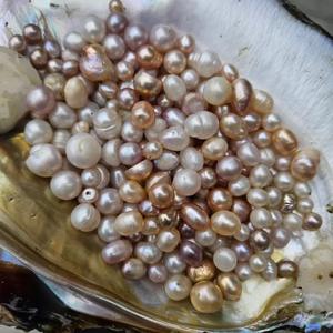 Vente en gros de perles d'huître en vrac coquille de fête naturelle mère moule <span class=keywords><strong>monstre</strong></span> vente de perles en vrac emballées sous vide - Product Image 6