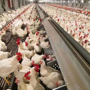 Collecte automatique d'oeufs nichoir de poulet pour l'élevage de volailles Roll Away Lay-Away Hens Layerscoop Pick Roll Away Eggs Nouveau - Product Image 5