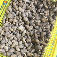 Fengxiang MSTP-80 Dasheen Taro Borstel Schil- en Wasmachine voor Fruit en Groenten, Aangedreven door een Pomp Motor, 300-500kg/uur, Milieuvriendelijk