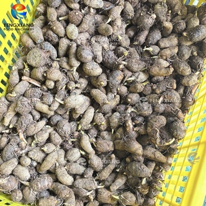 เครื่องปอกเปลือกและล้างแปรงทาโร่มันเทศ MSTP-80เครื่องปอกเผือก - Product Image 4