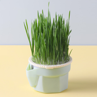 Vente en gros d'herbe pour chat Kit de plantation d'intérieur Conception de changement d'eau en couches Pulvérisation d'herbe pour chat Semence d'herbe en bambou