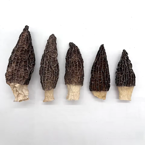 Morilles séchées en usine, Morchella Esculenta séchée, certifiées BRC, <span class=keywords><strong>prix</strong></span> du marché pour les champignons - Product Image 4