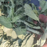 KAIYANGE Vente en gros de fragments de thé à la menthe verte brute de qualité supérieure, marque privée, échantillon de thé à la menthe verte Mentha Spicata L., feuilles de menthe