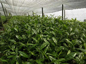 Healthway Supply AAA認定セレモニアルグレード抹茶パウダーピュアピュア抹茶利用可能バルクバッグボックスパック - Product Image 5