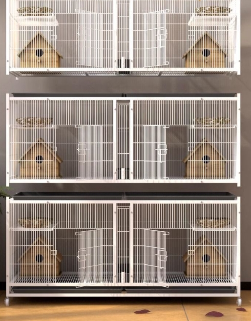 birds feeding belgium