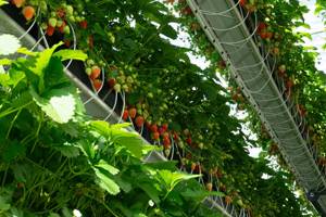 Gouttière de plantation de <span class=keywords><strong>fraises</strong></span> commerciales <span class=keywords><strong>culture</strong></span> de plantation verticale système de <span class=keywords><strong>culture</strong></span> hydroponique de <span class=keywords><strong>fraises</strong></span> NFT - Product Image 3