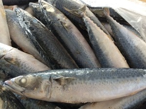Frozen Mackerel Fish Frozen Fresh Seafood - Product Image 3