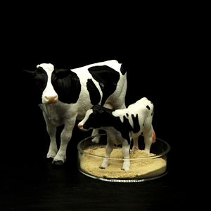 Aliments secs pour animaux, 20 pièces, favorise la croissance et la croissance du sein, aliments vivants pour animaux - Product Image 5