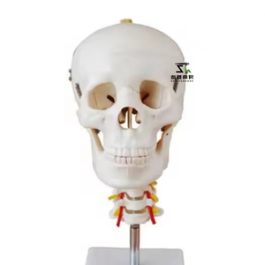 Modelo de Cráneo con Columna Vertebral de Alta Calidad - Modelo de Enseñanza Médica - Product Image 2