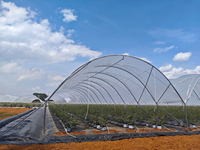 Abri pour vigne en forme de Y ZHUOTAI avec couverture en film pour la protection contre la pluie