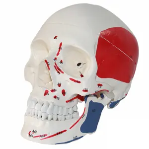 뜨거운 판매 두개골 3D 모델 분리형 인간의 두개골 모델 컬러 두개골 해부학 모델