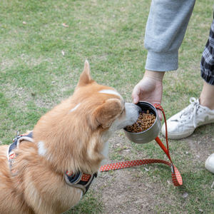 Botol Air Hewan Peliharaan 32oz Baja Tahan Karat Portabel untuk Anjing Kucing, Botol Tempat Minum Air untuk Perjalanan Luar Ruangan, Tempat Minum Air - Product Image 4