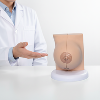 Modelo de anatomía de seno humano de PVC Healer LJ con aumento de 1.5x, fabricado en China para entrenamiento médico en escuelas