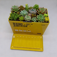 Boîte en étain personnalisée, rectangulaire, imprimée, pour l'emballage de graines d'herbes, de plantes, de fleurs et de légumes, alimentaire