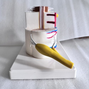 Modelo Anatómico de Médula Espinal Humana para Ciencias Médicas, Material de PVC, Uso Educativo - Product Image 3