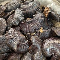 Harga Grosir Jamur Reishi Hitam Kering, Ganoderma Lucidum Utuh untuk Teh, Ekstrak, dan Penggunaan Kesehatan