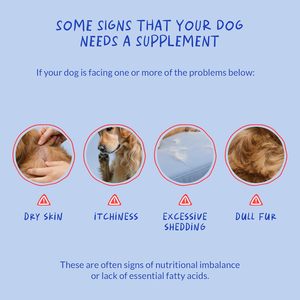 OEM ODM Golosinas Blandas para Perros con Alto Contenido de Proteínas para la Salud de la Piel y el Pelaje, Ácidos Grasos OMEGA, Probióticos, Apoyo Inmunológico, 2.5G/unidad, Todas las Razas, Todas las Edades - Product Image 6