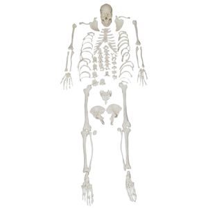 ADA mô hình y tế PVC Skull với 8 phần diarticulated Skeleton có tính năng não cổ tử cung cột sống cho Học sinh học tập - Product Image 2