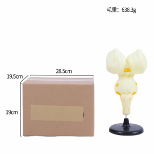 Herramienta médica <span class=keywords><strong>de</strong></span> enseñanza del modelo anatómico del tronco encefálico para la <span class=keywords><strong>clase</strong></span> <span class=keywords><strong>de</strong></span> biología y demostración <span class=keywords><strong>de</strong></span> anatomía - Product Image 5