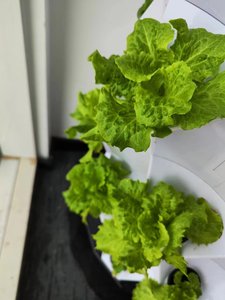 Systèmes de kit goutte à goutte d'irrigation automatique de ferme Système de tour hydroponique Tour de culture d'ananas avec lumière - Product Image 3