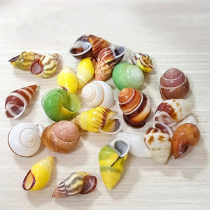 Conchas de concha pulidas de marfil natural Colección de especímenes de zurdos amarillos Cangrejo ermitaño Peces de repuesto para paisajismo - Product Image 1