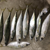 Maquereau d'Atlantique entier congelé - Pêché et congelé le jour même, chair ferme, certifié Halal