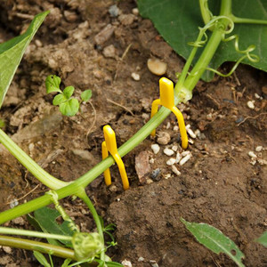 Вилка для фиксации винограда - Product Image 4