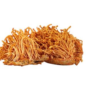 Ganoherb Champignons <span class=keywords><strong>Extract</strong></span> Poeder Cordyceps Militaris <span class=keywords><strong>Extract</strong></span> Organisch Voor Immuunsysteem Booster Supplementen - Product Image 5