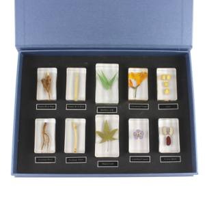 種子、葉、茎、根、透明樹脂ブロック、植物埋め込み樹脂標本 - Product Image 1