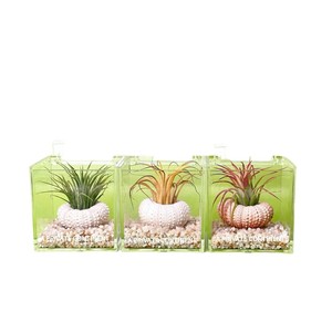 Air plants and sea urchin shells: a new creative <b>mini</b> green plant set for lazy people, perfect for indoor desktops and offices. - Product Image 4