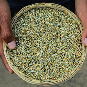 Ingrédient alimentaire indien Bajra - Product Image 1
