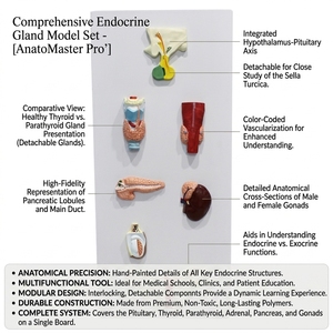 Modèle anatomique complet de la glande endocrinienne humaine en résine PVC, réutilisable, pour l'école de médecine, le laboratoire d'anatomie, CE/ISO/ROHS/CNAS - Product Image 1