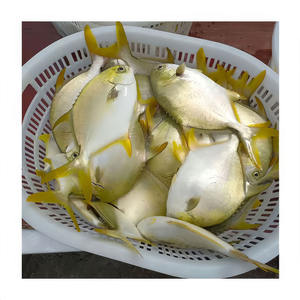 Pescado Pompano Dorado Congelado, Pomfret 400-600g, Pescado de Cultivo Chino, Pomfret Dorado a Granel - Product Image 3