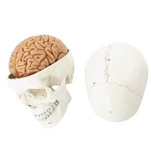 Modelo Anatómico de Cabeza Humana 3D en PVC Ecológico, Diseño Profesional para Escuelas de Medicina - Product Image 3