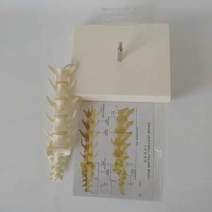 แบบจำลองกระดูกสันหลังสุนัขขนาดเท่าของจริง 1:1 สำหรับ<span class=keywords><strong>การ</strong></span>สอนทางสัตวแพทย์ - Product Image 4