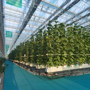 Venlo loại thương mại thép mạ kẽm nóng cấu trúc nhà kính Polycarbonate nhà kính cho nông - Product Image 5