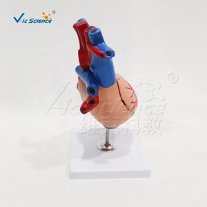 Corazón en 4 piezas, modelo de equipo médico, ciencia médica, modelo anatómico de Pvc, órgano humano, modelo de corazón de anatomía desmontable - Product Image 3