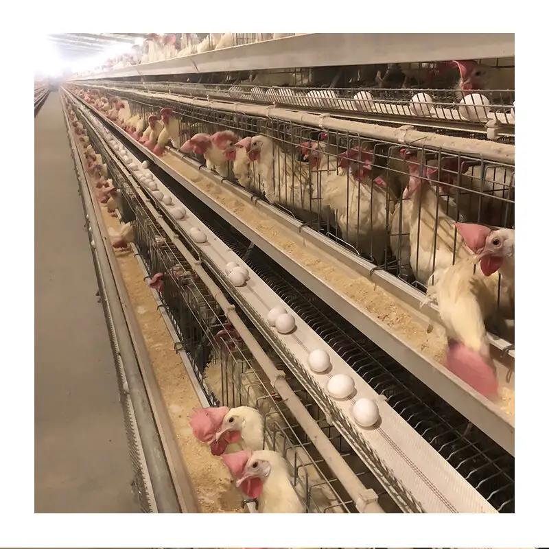 Precio barato gallinas ponedoras jaula de pollo 3 niveles jaulas de animales de malla jaula de batería para granja de pollos 10000