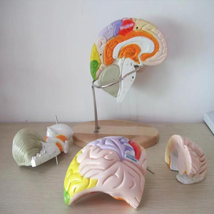 Лабораторные расходные материалы, медицинская обучающая анатомическая модель, 2 части, 4 части, 9 частей, модель человеческого мозга - Product Image 3