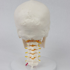 Modèle <span class=keywords><strong>de</strong></span> squelette humain médical SCIEDU, ressource pédagogique, en PVC, taille adulte, 7 vertèbres cervicales avec crâne, fabriqué au Sichuan - Product Image 2