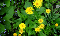 Extrait de fleur d'arnica montana en poudre pure et naturelle, rapport 4:110:1, pour les soins de la peau, directement de l'usine