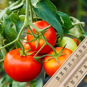 <span class=keywords><strong>1000</strong></span> mét Vuông Nông Nghiệp Nhà kính với các tùy chọn để bán - Product Image 1