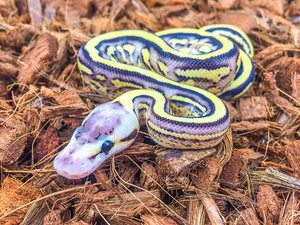 72 Qt. / 68 <span class=keywords><strong>l</strong></span> / 18 Gal. Puces de <span class=keywords><strong>coco</strong></span> de substrat de reptile de noix de <span class=keywords><strong>coco</strong></span> de qualité supérieure - Product Image 6