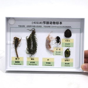 Spécimen d'arthropode séché, spécimen d'insecte naturel séché pour l'enseignement de la biologie, spécimen d'insecte pour laboratoire scolaire - Product Image 1