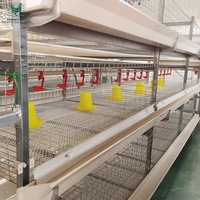 Équipement d'élevage avicole automatique pour poulets de chair, système de cages en batterie de type H galvanisé pour poulaillers de poulets de chair